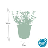 Fusain Emerald Gaiety en godet - Euonymus fortunei - H 10-25 cm, pot Ø9 cm - photo 3