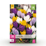 Crocus à grandes fleurs en mélange - calibre 7/8