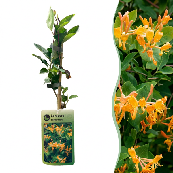 Chèvrefeuille de Tellmann - Lonicera × tellmanniana - H 35 cm, pot Ø9 cm