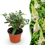 Buddleia Butterfly Candy Little White - H 20-25 cm, pot Ø12 cm