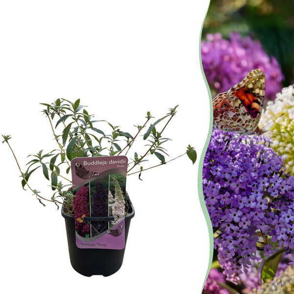 Arbre aux papillons Tricolour - Buddleja davidii - H 30 cm, pot Ø17 cm