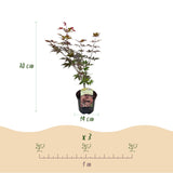 Érable du Japon Atropurpureum - 2 plants - H 70 cm, pot Ø19 cm