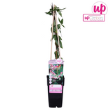 Chèvrefeuille de Henry - Lonicera henryi - H 65 cm, pot Ø15 cm
