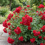 Green boutiQ - Rosa de Jardim - Rosa Rote The Fairy - Rosa - Resistente ao Inverno - Vermelho - 3 Plantas - Vaso 12cm - Altura 20-25cm