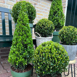 Houx du Japon en pyramide - Ilex crenata - H 55 cm, pot Ø21 cm
