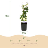 Passiflore Avalanche - 2 plants - H 40 cm, pot Ø11 cm