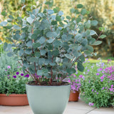Eucalyptus gunnii - 2 plants - H 40 cm, pot Ø17 cm