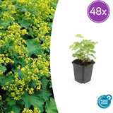 Alchémille en godet - Alchemilla mollis - H 10-25 cm, pot Ø9 cm