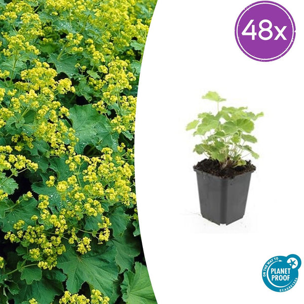 Alchémille en godet - Alchemilla mollis - H 10-25 cm, pot Ø9 cm