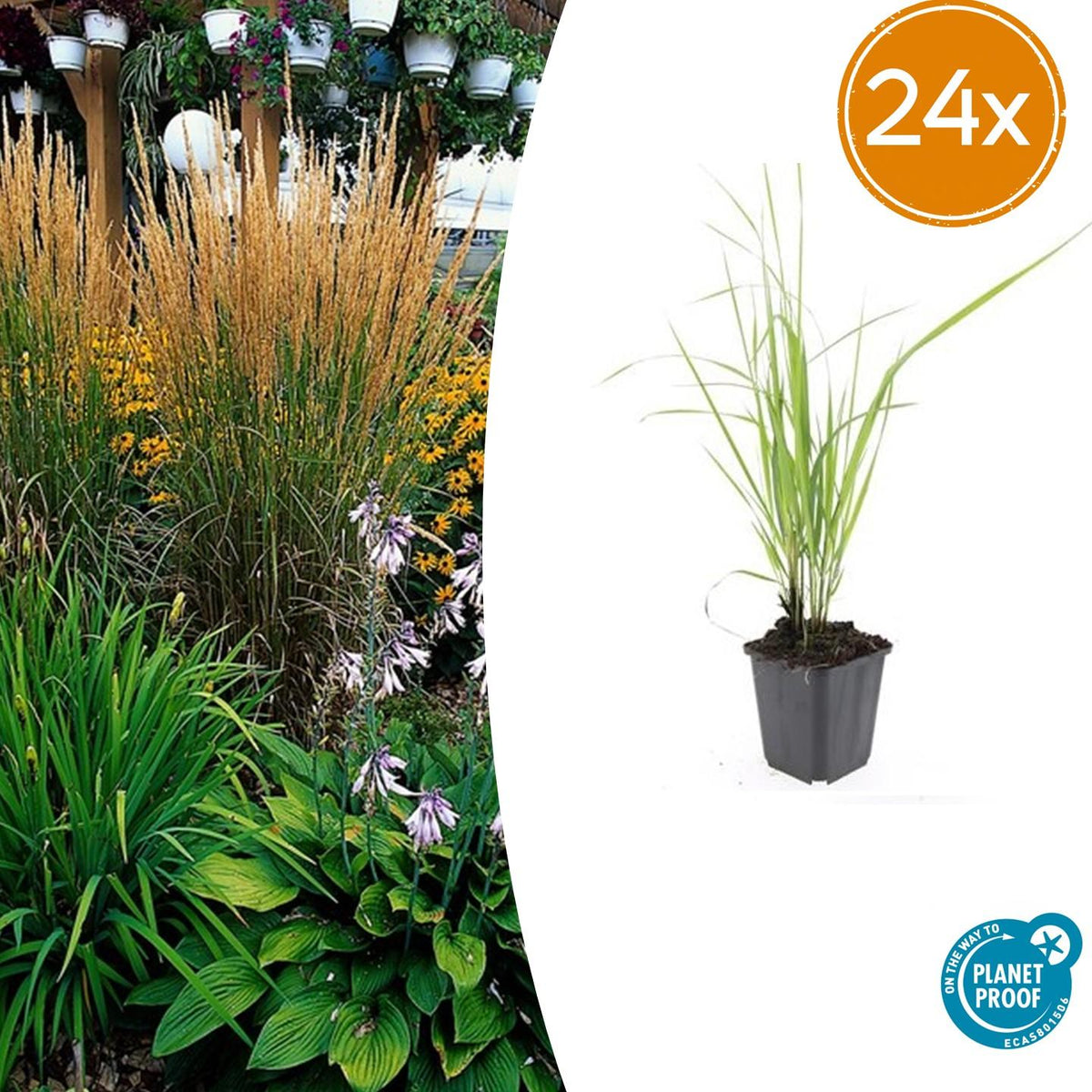 Calamagrostis Karl Foerster en godet - Calamagrostis x acutiflora - H 10-25 cm, pot Ø9 cm - photo 8