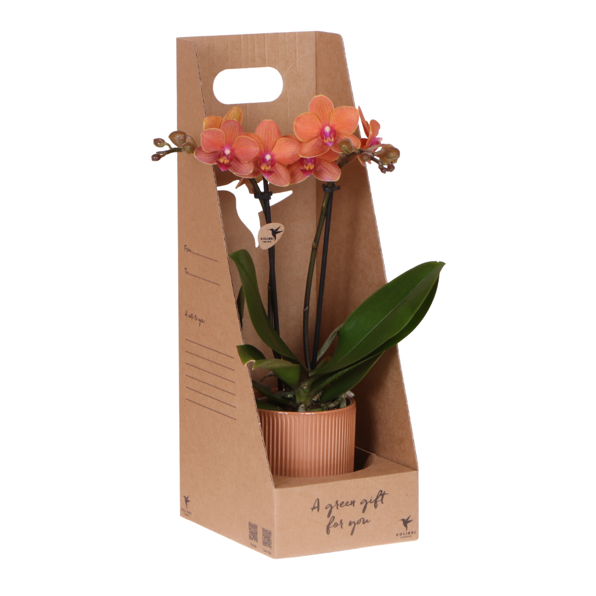 Orchidée Phalaenopsis orange Mineral Bolzano - cache-pot Flare cognac et boîte cadeau - pot Ø9 cm
