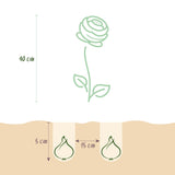 Renoncule en mélange - calibre 5/6