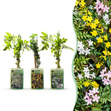 Jasmins grimpants en mélange - Jasminum - H 35 cm, pot Ø9 cm