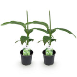 Bananier du Japon - Musa basjoo - 2 plants - H 30 cm, pot Ø12 cm