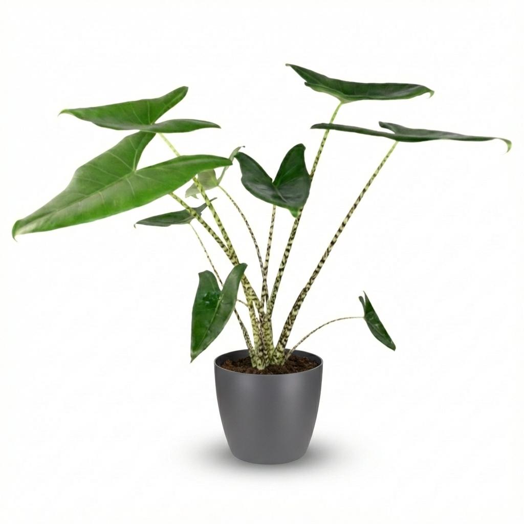 Alocasia Zebrina – Oreille d'éléphant | Pot 21 cm