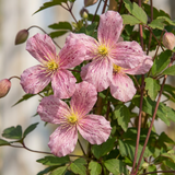 Clématite des montagnes Marjorie - Clematis montana - H 35 cm, pot Ø9 cm - photo 3