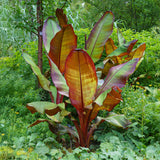 Bananier d'Abyssinie rouge Maurelii - Ensete ventricosum - 2 plants - H 30 cm, pot Ø12 cm