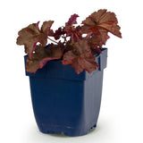 Heuchère Palace Purple - H 15-25 cm, pot Ø11 cm