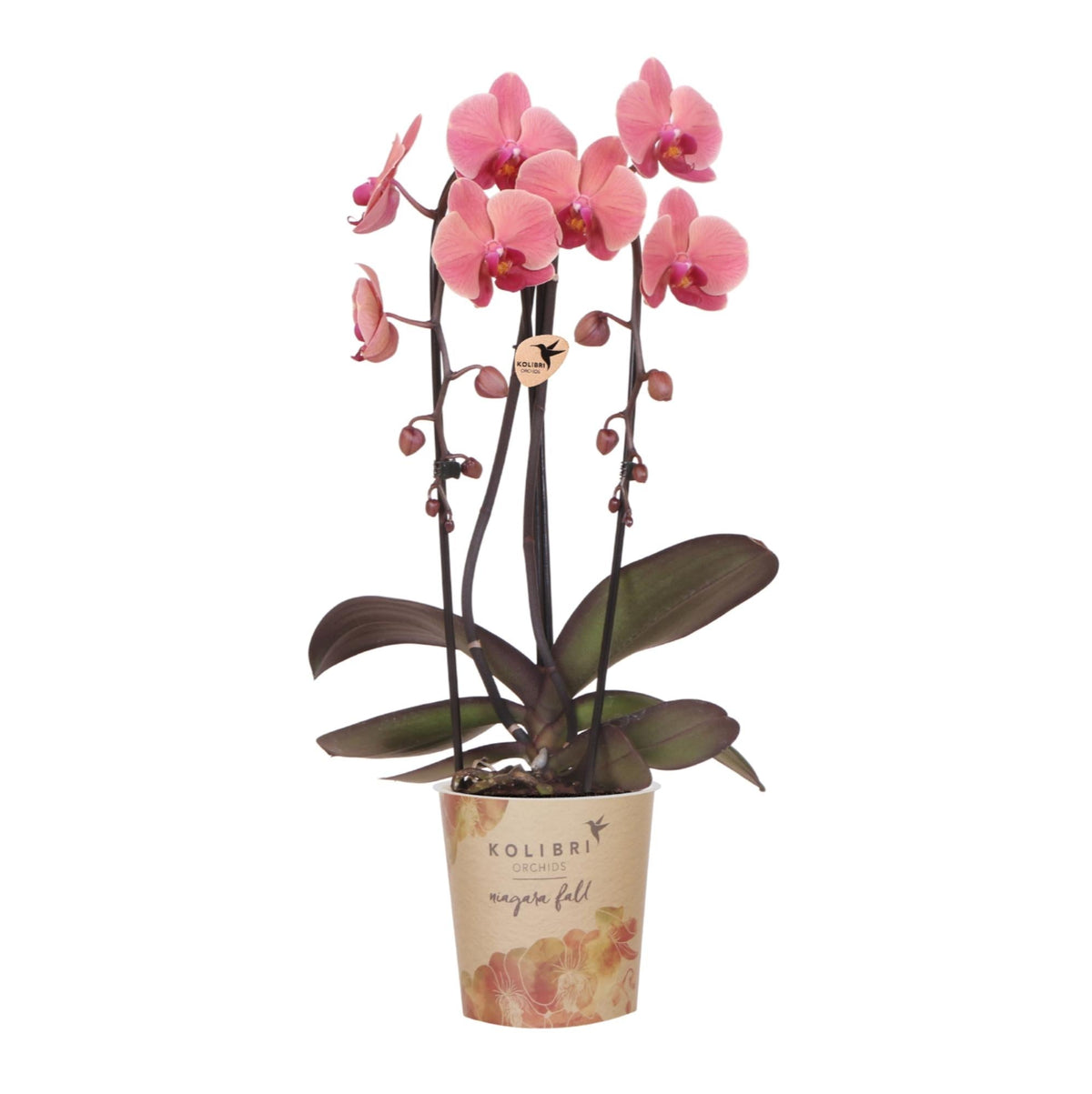 Kolibri Orchids | Zalmroze orchidee potmaat Ø12cm | Narbonne | bloeiende kamerplant - vers van de kweker