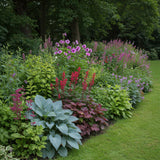 Kit de vivaces pour l'ombre - 24 plants pour 3 m² - H 25 cm, pot Ø11 cm