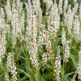 Persicaire Alba - H 15-25 cm, pot Ø11 cm