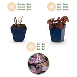Heuchère Palace Purple - H 15-25 cm, pot Ø11 cm