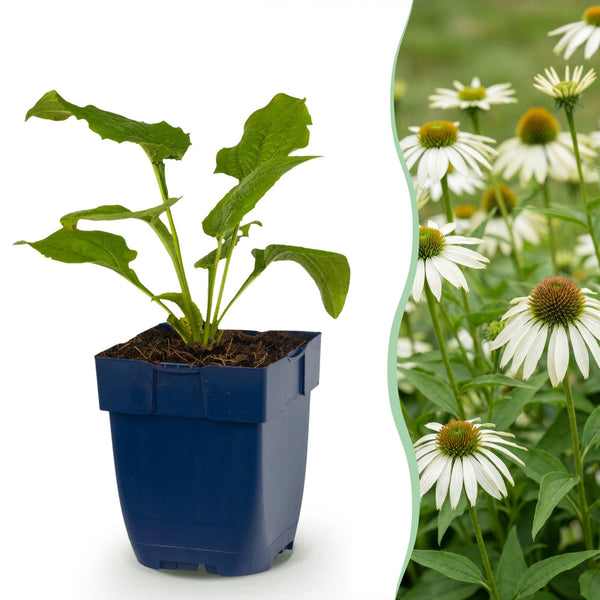 Échinacée blanche Alba - Echinacea purpurea - H 15-25 cm, pot Ø11 cm