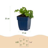 Géranium vivace Cambridge - H 15-25 cm, pot Ø11 cm