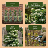 Hortensia grimpant - Hydrangea anomala subsp. petiolaris - lot de 4 plants - pot Ø9 cm