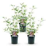 Green boutiQ - Planta de Jardim - Buddleja davidii Pink Delight - Arbusto das Borboletas - Resistente ao Inverno - Rosa - 3 Plantas - Vaso 17cm - Altura 45cm