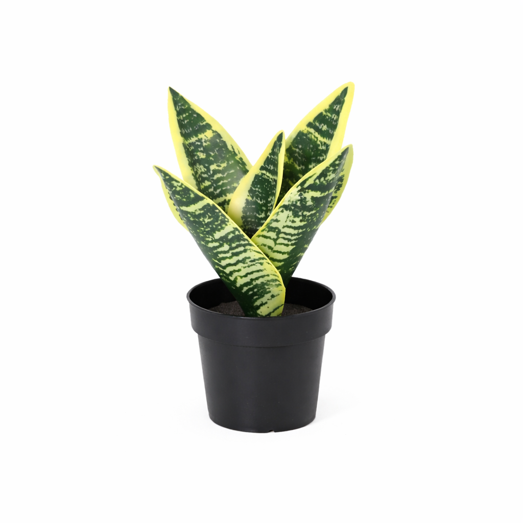 Sansevieria Laurentii plante artificielle