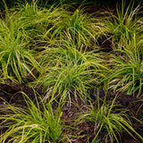 Carex Everillo - 4 plants - H 50 cm, pot Ø17 cm