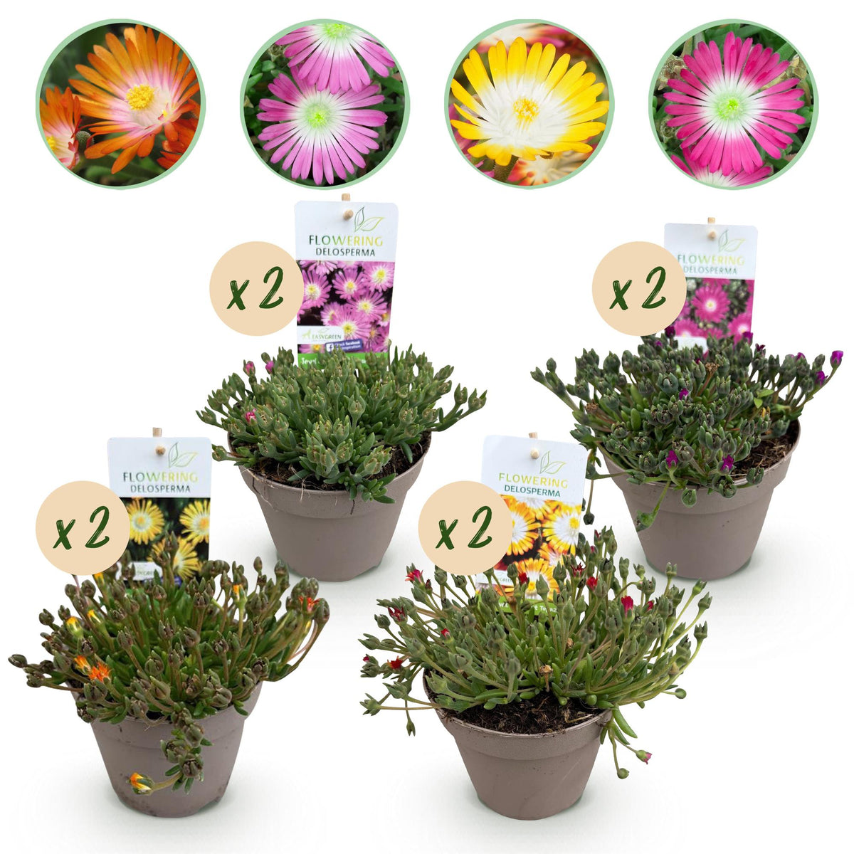 Delosperma Jewel of Desert en mélange - 8 plants - H 17 cm, pot Ø14 cm