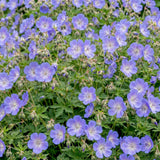 Géranium vivace Rozanne - H 15-25 cm, pot Ø11 cm - photo 6