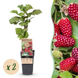 Loganberry sans épines - Rubus x loganobaccus - 2 plants - H 50 cm, pot Ø15 cm