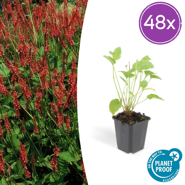 Persicaire amplexicaule en godet - Persicaria amplexicaulis - H 10-25 cm, pot Ø9 cm