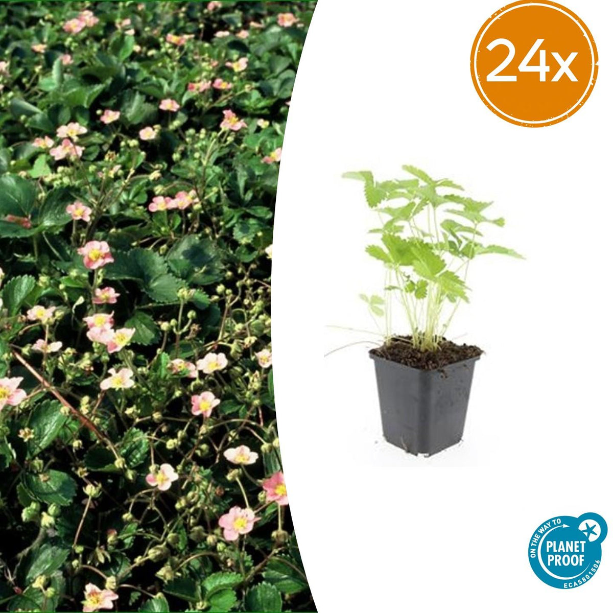 Fraisier des bois en godet - Fragaria vesca - H 10-25 cm, pot Ø9 cm - photo 7