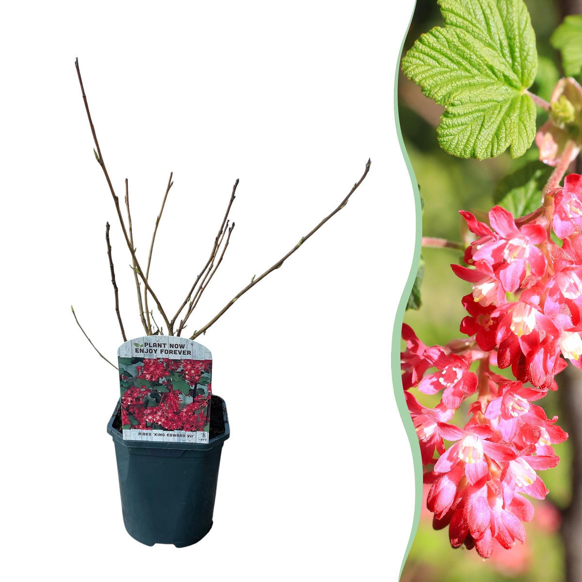 Groseillier à fleurs King Edward VII - Ribes sanguineum - H 45 cm, pot Ø17 cm