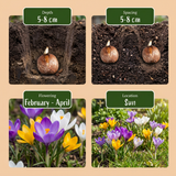 Crocus botaniques en mélange - calibre 5/6