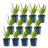 Agapanthes en duo bleu et blanc - H 15-25 cm, pot Ø11 cm