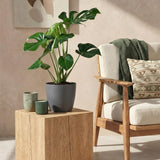 Monstera Deliciosa – Plante trouée | Grande taille, Pot 21 cm