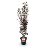 Érable du Japon Skeeter's Broom - H 90 cm, pot Ø26 cm