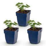 Géranium sanguin Album - H 15-25 cm, pot Ø11 cm