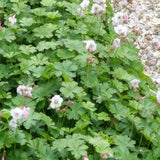 Géranium vivace Biokovo en godet - Geranium x cantabrigiense - H 10-25 cm, pot Ø9 cm - photo 5