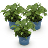 Green boutiQ - Planta de Jardim - Hortênsia Endless Summer Azul - Rosa - Branca - Hortensia - Resistente ao Frio - Azul - Rosa - Branco - 3 Plantas - Vaso 14cm - Altura 20-25cm