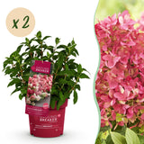 Hortensia paniculé Groundbreaker Ruby - H 20-25 cm, pot Ø14 cm
