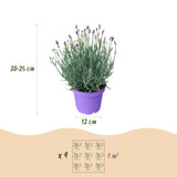 Lavande Munstead - Lavandula angustifolia - H 15-25 cm, pot Ø12 cm - photo 3