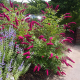 Arbre aux papillons Royal Red - Buddleja davidii - 3 plants - H 45 cm, pot Ø17 cm