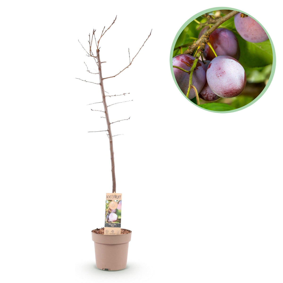 Prunier Opal - Prunus domestica - H 90 cm, pot Ø21 cm