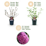 Green boutiQ - Planta de Jardim - Buddleja davidii Pink Delight - Arbusto das Borboletas - Resistente ao Inverno - Rosa - 3 Plantas - Vaso 17cm - Altura 45cm